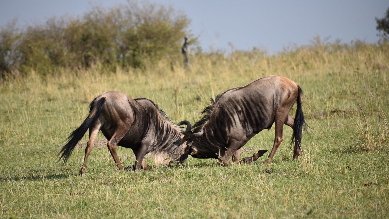 4 Days Amboseli Tsavo West Tsavo East King Lion Tours And Safaris 7086